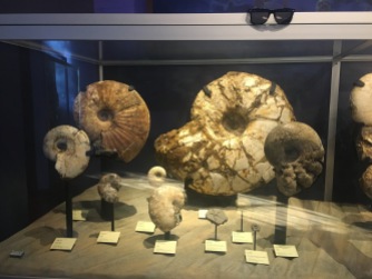 Some ancient, giant Nautiloids at the SD Natural History Museum